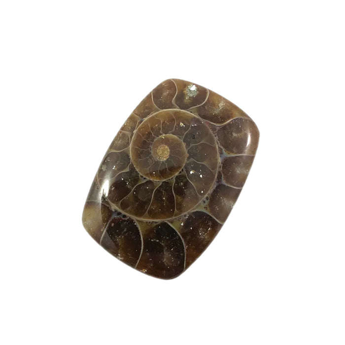 Ammonite fossil rounded rectangle cut cabochon - Buy loose or customise