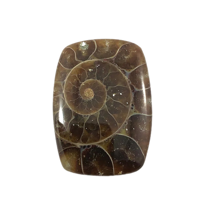 Ammonite fossil rounded rectangle cut cabochon - Buy loose or customise
