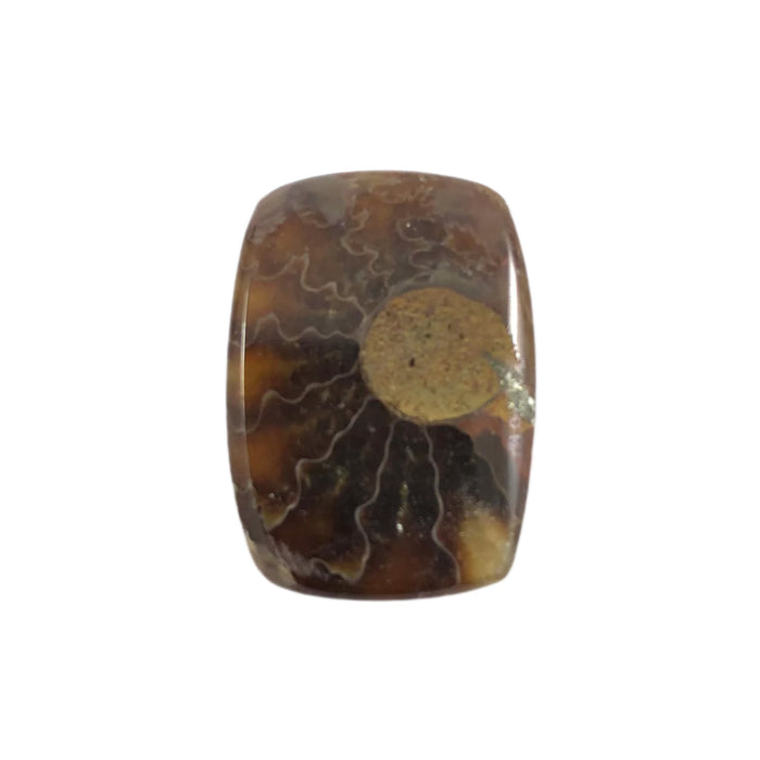 Ammonite fossil rounded rectangle cut cabochon - Buy loose or customise