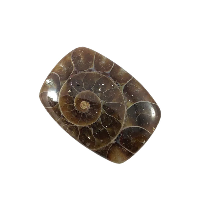 Ammonite fossil rounded rectangle cut cabochon - Buy loose or customise