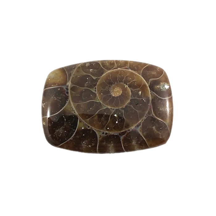 Ammonite fossil rounded rectangle cut cabochon - Buy loose or customise