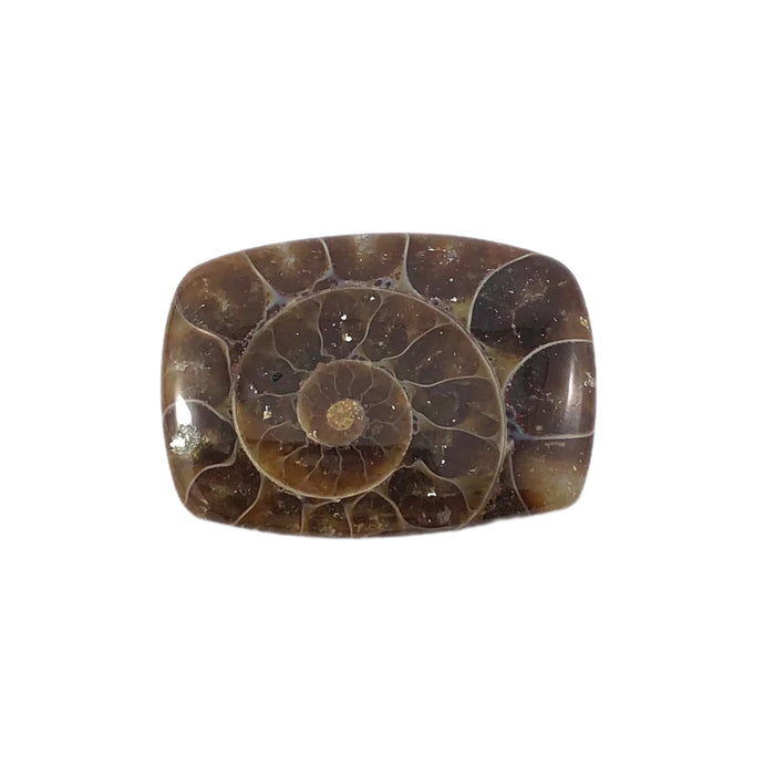 Ammonite fossil rounded rectangle cut cabochon - Buy loose or customise