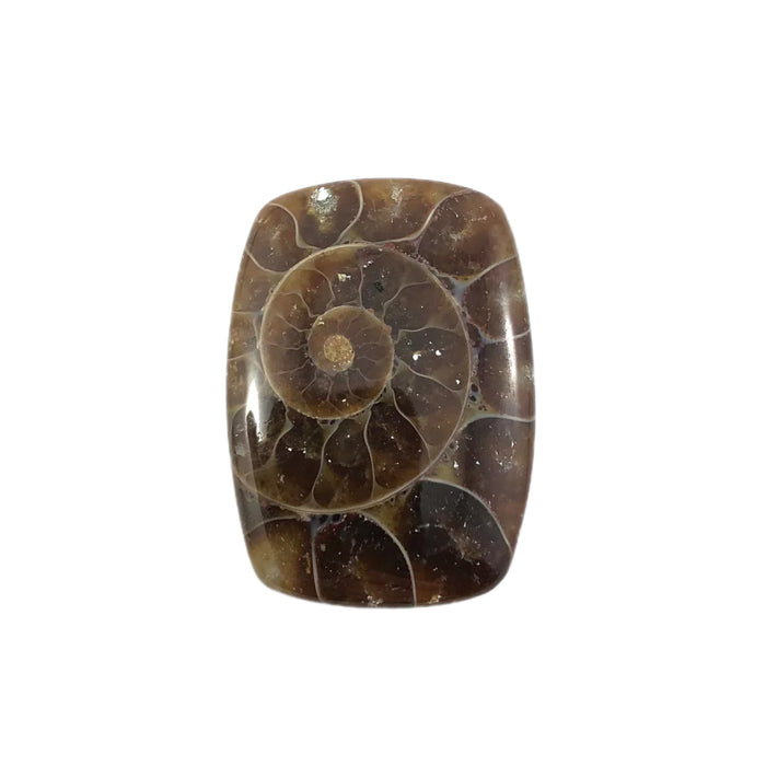 Ammonite fossil rounded rectangle cut cabochon - Buy loose or customise