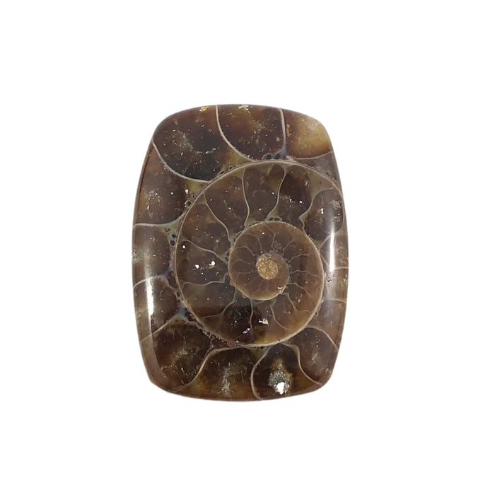 Ammonite fossil rounded rectangle cut cabochon - Buy loose or customise